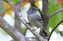 Planalto Slaty-Antshrike